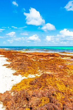 Playa del Carmen Meksika 'daki tropik Meksika plajı Punta Esmeralda' da bir sürü iğrenç kırmızı yosun sargazosu..