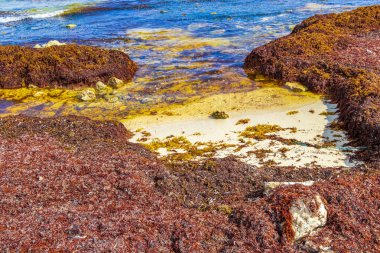 Playa del Carmen Meksika 'daki tropik Meksika plajı Punta Esmeralda' da bir sürü iğrenç kırmızı yosun sargazosu..