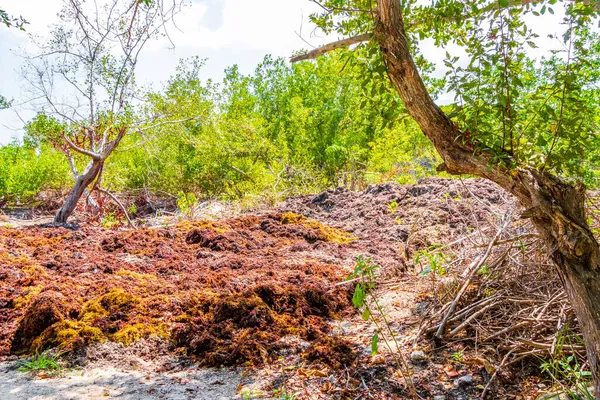 Wiele Bardzo Obrzydliwych Czerwonych Wodorostów Sargazo Tropikalnej Meksykańskiej Plaży Punta — Zdjęcie stockowe