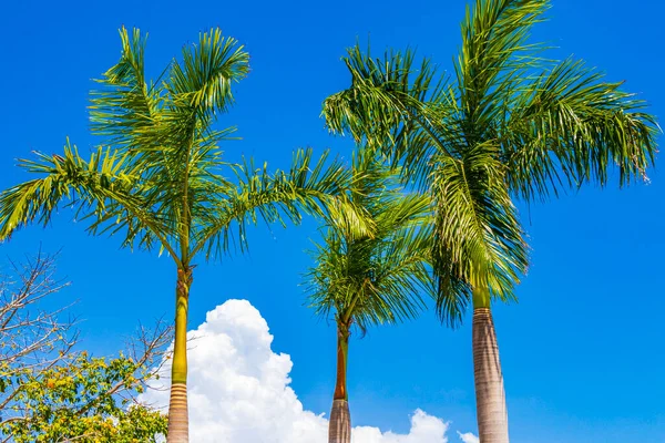 Тропические Натуральные Мексиканские Пальмы Фоне Голубого Неба Пунта Эсмеральда Плайя — стоковое фото