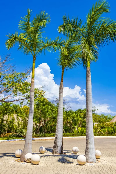 Tropikalne Naturalne Meksykańskie Palmy Niebieskim Tle Nieba Punta Esmeralda Playa — Zdjęcie stockowe
