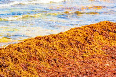 Playa del Carmen Meksika 'daki tropik Meksika plajı Punta Esmeralda' da bir sürü iğrenç kırmızı yosun sargazosu..