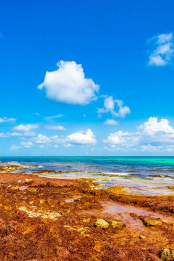 Playa del Carmen Meksika 'daki tropik Meksika plajı Punta Esmeralda' da bir sürü iğrenç kırmızı yosun sargazosu..