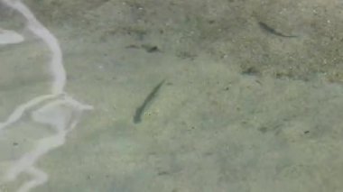 Suyun altında harika bir manzara ve Tayland 'da Koh Samui' deki Silver Beach 'te tropikal balıklar..