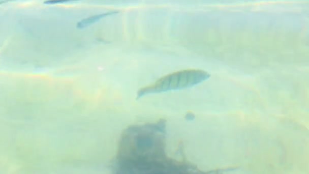 Fantastic Beautiful View Water Underwater Tropical Fish Fishes Silver Beach — Stock Video