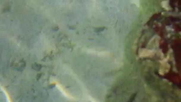 Fantastický Krásný Výhled Vody Pod Vodou Tropické Ryby Ryb Silver — Stock video