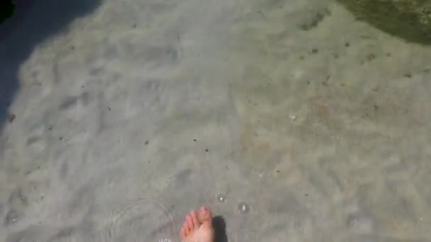 Traumhafter Blick Ins Wasser Unter Wasser Und Tropische Fische Silver — Stockvideo