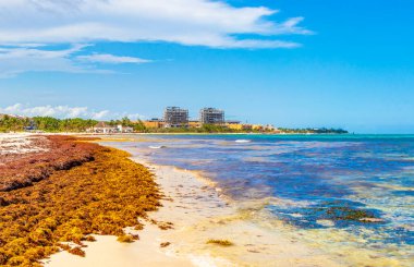 Playa del Carmen Meksika 'daki tropik Meksika plajı Punta Esmeralda' da bir sürü iğrenç kırmızı yosun sargazosu..