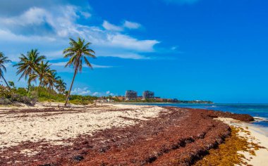 Playa del Carmen Meksika 'daki tropik Meksika plajı Punta Esmeralda' da bir sürü iğrenç kırmızı yosun sargazosu..