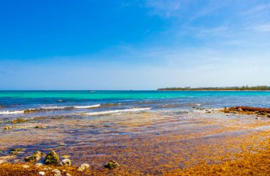 Playa del Carmen Meksika 'daki tropik Meksika plajı Punta Esmeralda' da bir sürü kırmızı yosun sargazosu..
