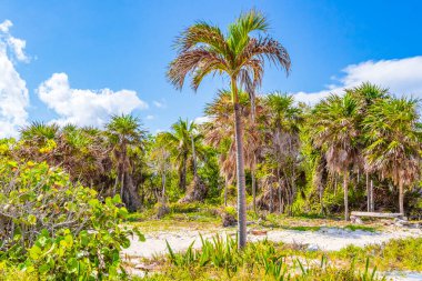 Playa del Carmen Meksika 'daki Punta Esmeralda' da mavi gökyüzü geçmişi olan tropik doğal Meksika palmiyesi..