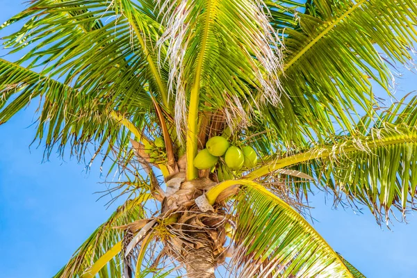 Tropical Natural Mexican Palm Tree Coconuts Blue Sky Background Punta — Stock Photo, Image