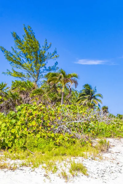 Tropical Mexican Beach Cenote Panorama View Punta Esmeralda Playa Del — Stock Photo, Image