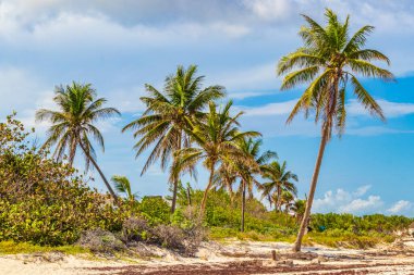 Playa del Carmen Meksika 'daki Punta Esmeralda' da mavi gökyüzü geçmişi olan tropik doğal Meksika eğimli palmiye ağaçları..
