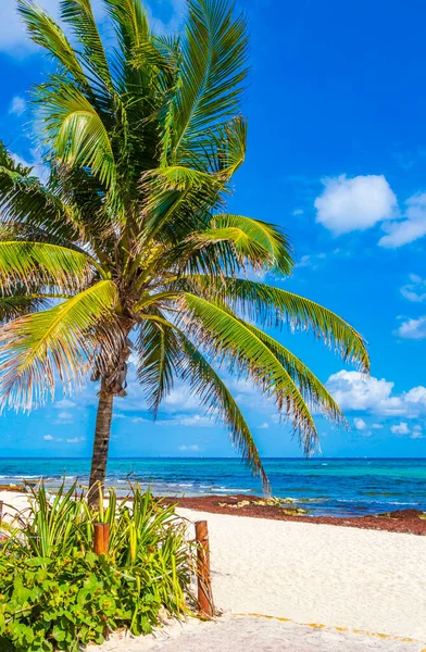 Tropical Natural Mexican Palm Tree Blue Sky Background Punta Esmeralda — Stock Photo, Image