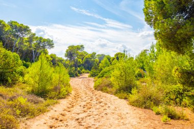 İspanya 'nın Balear Adası Mallorca' daki Can Picafort 'ta doğal kıyı ve orman manzarası boyunca yürüyüş ve yürüyüş yolu.