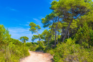 İspanya 'nın Balear Adası Mallorca' daki Can Picafort 'ta doğal kıyı ve orman manzarası boyunca yürüyüş ve yürüyüş yolu.