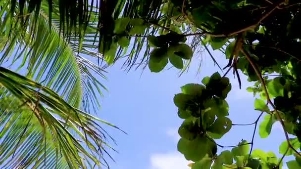 Fantasztikus Gyönyörű Panoráma Között Pálmafák Égen Silver Beach Koh Samui — Stock videók