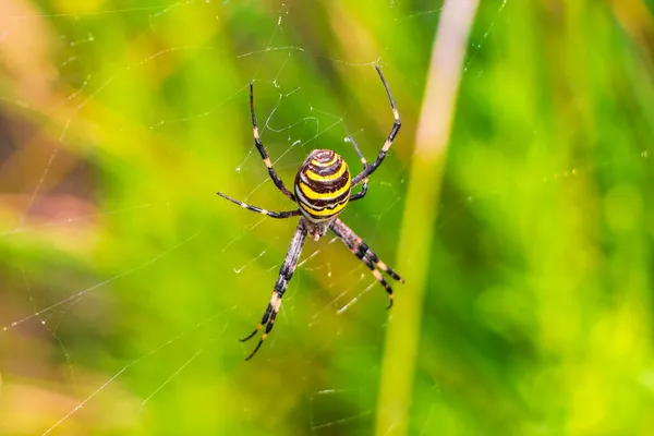 西班牙Can Picafort Mallorca森林中的黄蜂蜘蛛Argiope Bruennichi Orb Web蜘蛛网黑黄相间 背景为绿色 — 图库照片