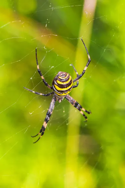 西班牙Can Picafort Mallorca森林中的黄蜂蜘蛛Argiope Bruennichi Orb Web蜘蛛网黑黄相间 背景为绿色 — 图库照片