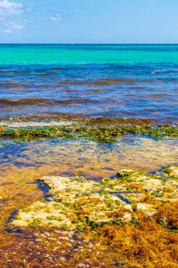 Playa del Carmen Mexico 'daki Punta Esmeralda' dan tropik Meksika plajı ve renkli su manzarası.