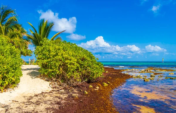 Praia Mexicana Tropical Vista Panorâmica Cenográfica Punta Esmeralda Playa Del — Fotografia de Stock