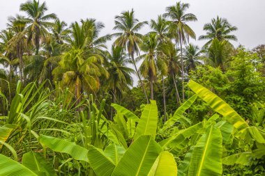 Luang Prabang Laos Asya 'da palmiye ağaçları ve bulutlu bir geçmişi olan tropik orman ormanı..