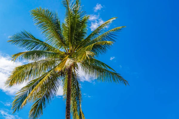 Tropische Palmen Mit Blauem Himmel Luang Prabang Laos Asien — Stockfoto