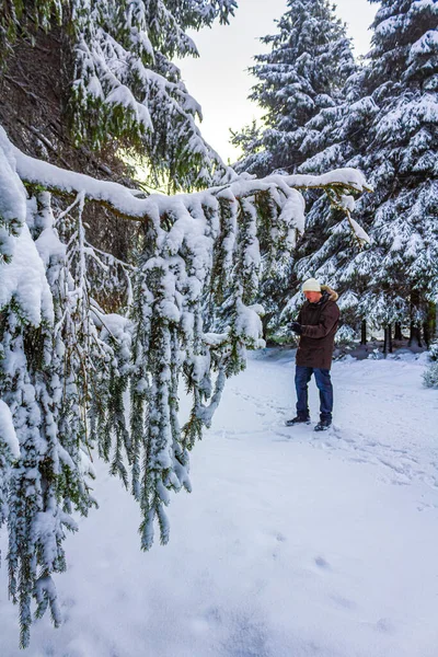 Hombre Viajero Excursionista Bosque Plata Nevado Abetos Muertos Paisaje Brocken — Foto de Stock