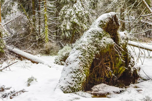 Umierający Srebrny Las Śnieg Martwych Świerkach Jodłowych Krajobraz Górach Brocken — Zdjęcie stockowe