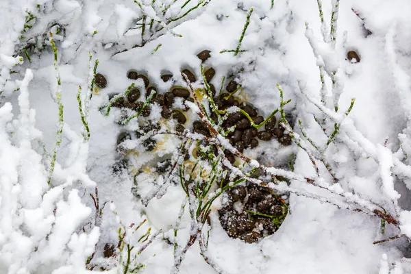 Bunny Hare Poop Dumpling Bait Snow Forest Landscape Brocken Mountain — Fotografia de Stock