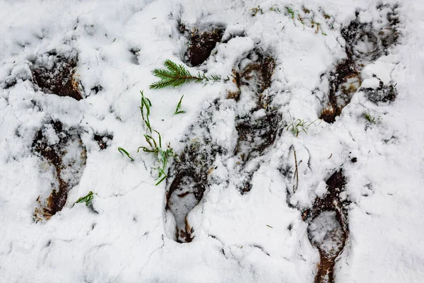 Pegadas Congeladas Profundas Neve Paisagem Florestal Montanha Brocken Nas Montanhas — Fotografia de Stock