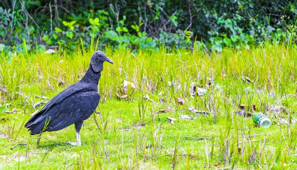 Ilha Grande Brésil Novembre 2020 Tropical Black Vulture Coragyps Atratus — Photo