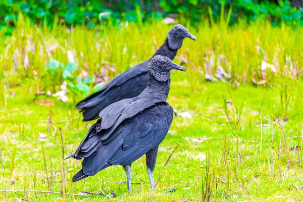 Ζευγάρι Τροπικών Μαύρων Γυπών Coragyps Atratus Brasiliensis Στο Γρασίδι Mangrove — Φωτογραφία Αρχείου