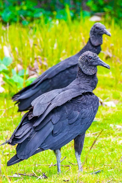 Casal Abutres Negros Tropicais Coragyps Atratus Brasiliensis Grama Praia Mangue — Fotografia de Stock