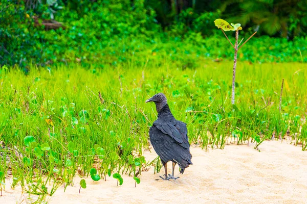 Tropical Black Vulture Coragyps Atratus Brasiliensis Solitaire Sur Sable Mangrove — Photo