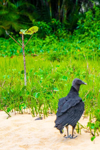 Tropical Black Vulture Coragyps Atratus Brasiliensis Solitaire Sur Sable Mangrove — Photo