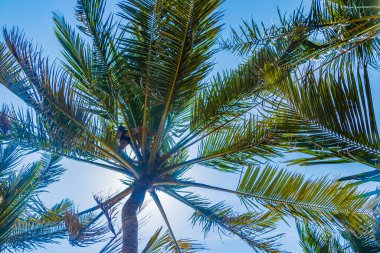 Bentota Sri Lanka 16. 2018 Mart 'ında Asyalı adam güzel Sri Lanka' daki Bentota Sahili 'nde palmiye ağaçlarına tırmandı..