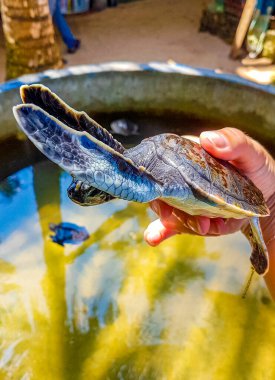 Bentota Sri Lanka 'daki Kaplumbağa üreme istasyonunda elinde sevimli siyah kaplumbağa bebek var..