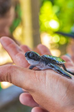 Bentota Sri Lanka 'daki Kaplumbağa üreme istasyonunda elinde sevimli siyah kaplumbağa bebek var..