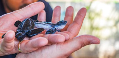 Bentota Sri Lanka 'daki Kaplumbağa üreme istasyonunda ellerinde şirin siyah kaplumbağa yavruları var..