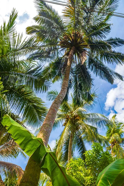 Tropical Φυσικό Ασιατικό Φοίνικες Φόντο Γαλάζιο Του Ουρανού Bentota Beach — Φωτογραφία Αρχείου