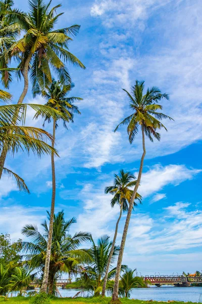 Tropical Natural Asian Palm Trees Blue Sky Background Bentota Beach — Stock Photo, Image