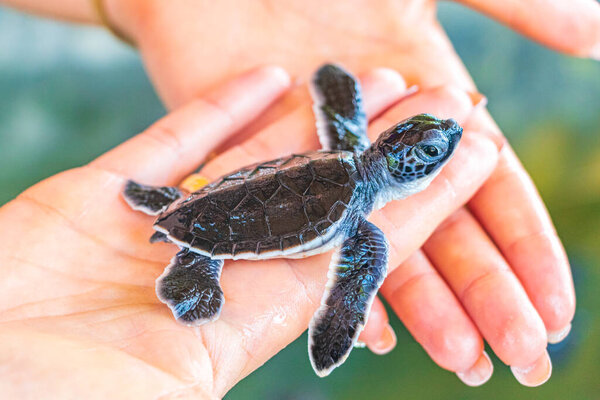 Cute black turtle baby on hands at Turtle breeding station in Bentota Sri Lanka.