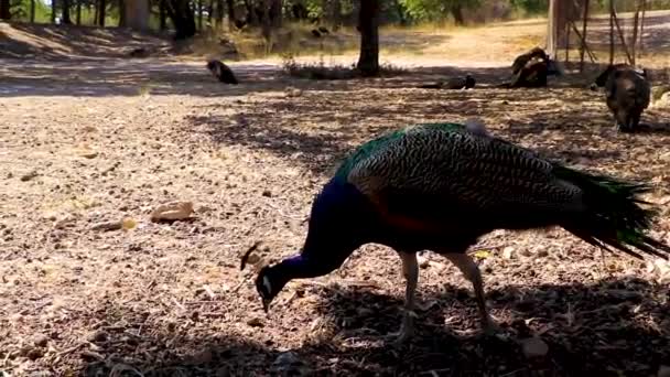 希腊亚里索斯罗得岛美丽的色彩艳丽的孔雀鸟 — 图库视频影像