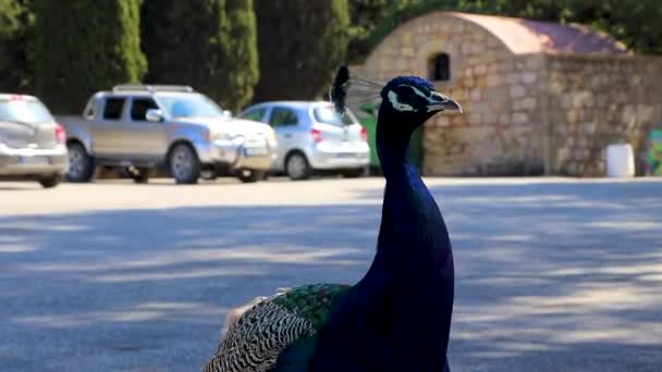 Bellissimo Colorato Elegante Uccello Pavone Animale Ialysos Rodi Grecia — Video Stock