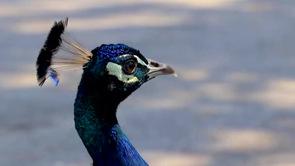 Beautiful Colorful Elegant Peacock Animal Bird Ialysos Rhodes Greece — Stock Video