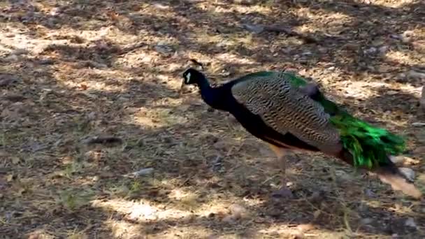 イタリアの美しいカラフルでエレガントな孔雀の動物の鳥ロードスギリシャ — ストック動画