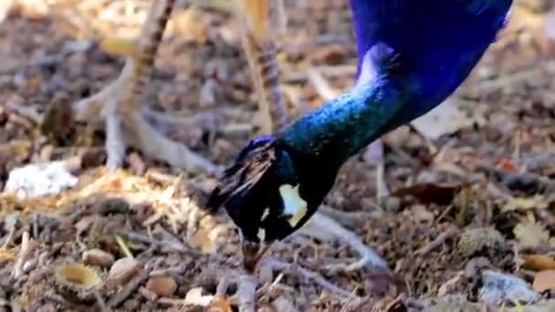 Schöne Bunte Elegante Pfau Tier Vogel Ialysos Rhodos Griechenland — Stockvideo