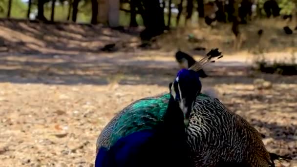 Schöne Bunte Elegante Pfau Tier Vogel Ialysos Rhodos Griechenland — Stockvideo